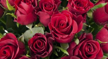 Latam Cargo aumentó su operación un 45% durante San Valentín 2020 al volar 12.600 toneladas de flores