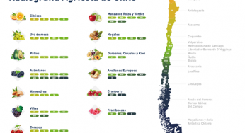 La cereza se posiciona como la favorita de la producción frutícola en Chile