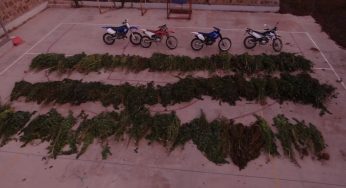 PDI Los Vilos incautan más de 100 kilos y más de 7 mil plantas de cannabis