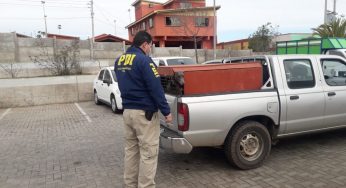 PDI detiene a 12 personas que participaban en carreras de perros