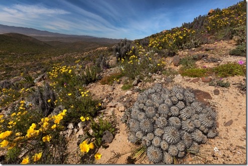 desierto florido 1