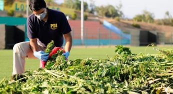 PDI realizará hallazgo de plantación ilegal de cannabis tras denuncia ciudadana