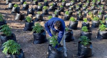 PDI realiza hallazgo de plantación de cannabis en Ovalle