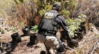 PDI realiza hallazgo fe plantación de cannabis en Illapel