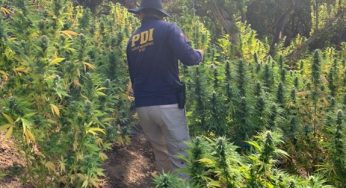PDI retira del mercado ilegal US$5 millones en nuevos cultivos de cannabis