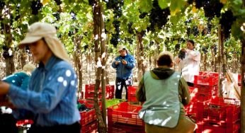 Cómo crear mi primera cooperativa: FIA abre curso hasta el 03 de mayo para todos los agricultores de Chile