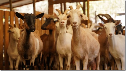 VISITA A PRODUCTORES DE COQUIMBO 3