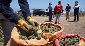 Plan Cannabis de la PDI deja multimillonarias pérdidas al crimen organizado en Los Vilos