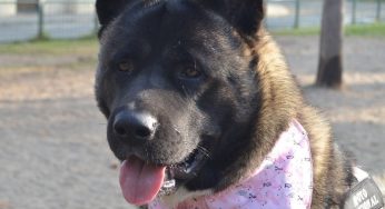 Dalgi, el perro de asistencia que lucha por una ley para que se permitan los perros de servicio psiquiátrico en Chile