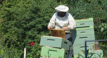 Llaman a apicultores de la región a contratar a tiempo el seguro con subsidio estatal de Agroseguros para proteger colmenas y abejas