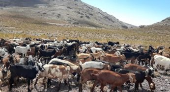 Gobierno entrega recursos a crianceros caprinos para alimentar a sus animales