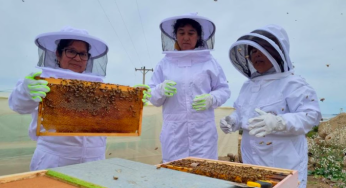 Chungungo tiene nueva reina: la “Chungungana” es el primer ejemplar nacido en la zona con la misión de poblar 6 panales para la producción de miel