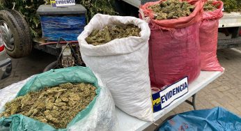 Multimillonaria suma perdió el crimen organizado en Los Vilos gracias al plan Cannabis de la PDI