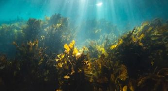 Especialistas internacionales destacan las enormes potencialidades de las algas de los bosques marinos como fuente de alimento y medicina