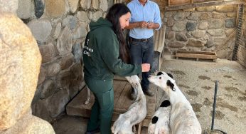 Municipalidad de Los Vilos presentará querella tras rescatar cuatro canes que sufrieron maltrato animal