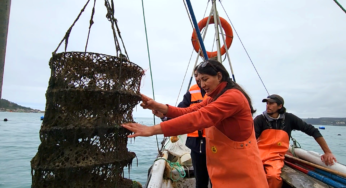 INDESPA convoca a acuicultores y acuicultoras de pequeña escala a fondo de apoyo para equipamiento, semillas, infraestructura y materiales de cultivo en mar y tierra