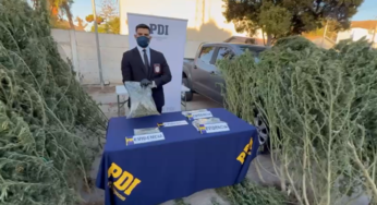 PDI interviene domicilio de Salamanca por cultivo de cannabis en toma del tambo