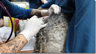 OPERATIVO VETERINARIO (3)
