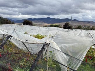 Campesino observando cultivos afectados por intensas lluvias en la Región de Coquimbo tras sistema frontal