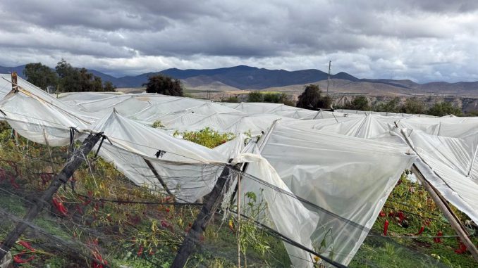 Campesino observando cultivos afectados por intensas lluvias en la Región de Coquimbo tras sistema frontal