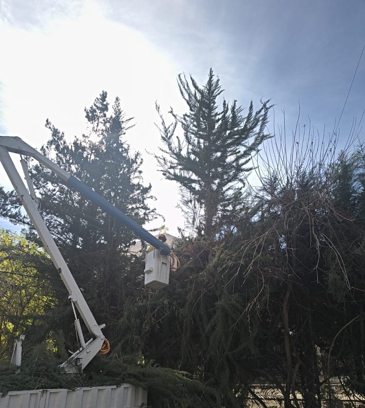 Trabajadores realizando labores de poda en árboles cercanos a cables de alta tensión en Paihuano