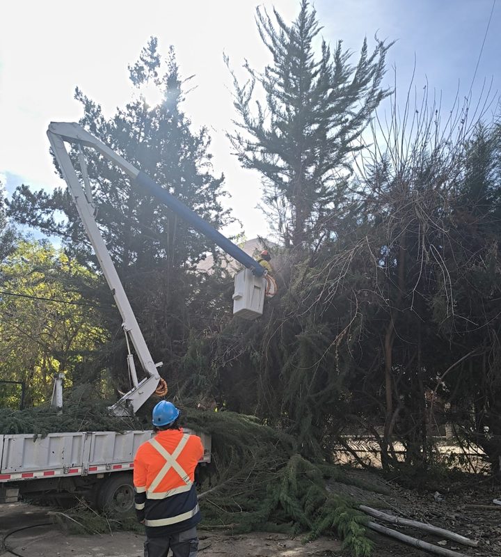 Trabajadores realizando labores de poda en árboles cercanos a cables de alta tensión en Paihuano