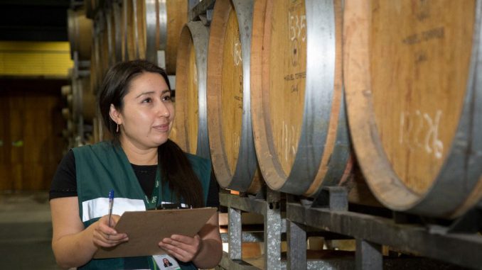 Viñedos en la Región de Coquimbo durante la temporada de cosecha