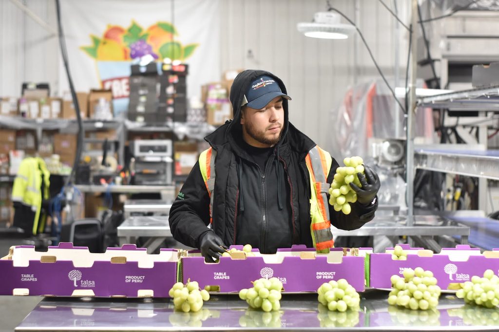Estudiante egresado de Técnico Agrícola de Santo Tomás Ovalle trabajando en el sector agrícola en Estados Unidos