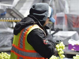 Estudiante egresado de Técnico Agrícola de Santo Tomás Ovalle trabajando en el sector agrícola en Estados Unidos