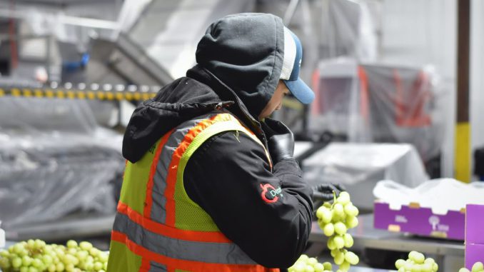 Estudiante egresado de Técnico Agrícola de Santo Tomás Ovalle trabajando en el sector agrícola en Estados Unidos