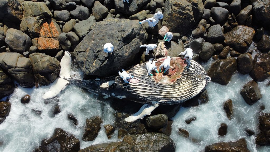 Expertos realizan la necropsia a una ballena jorobada varada en la playa de Punta de Teatinos en Coquimbo