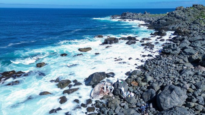 Expertos realizan la necropsia a una ballena jorobada varada en la playa de Punta de Teatinos en Coquimbo