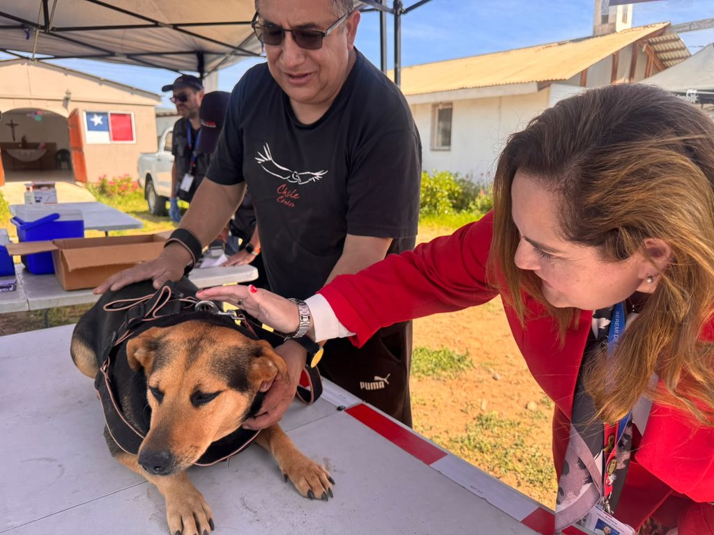 Perros y gatos recibiendo vacunacion antirrabica gratuita en operativo de la Seremi de Salud en Coquimbo