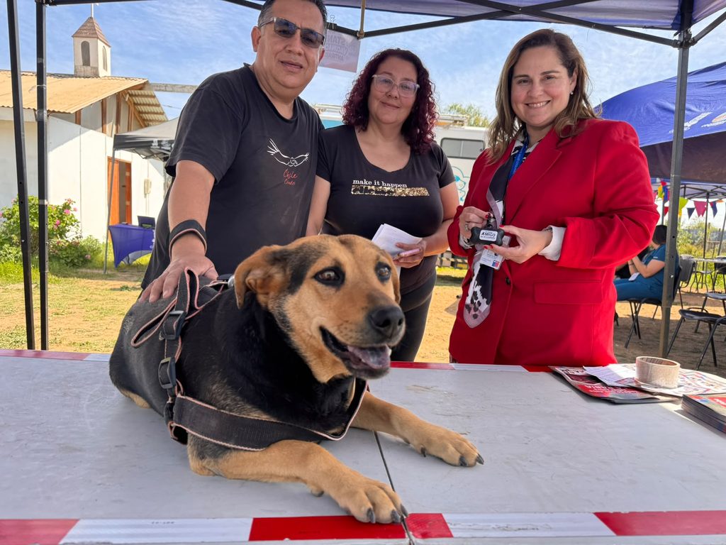 Perros y gatos recibiendo vacunacion antirrabica gratuita en operativo de la Seremi de Salud en Coquimbo