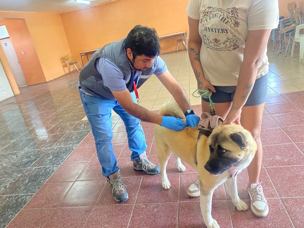 Perros y gatos recibiendo vacunacion antirrabica gratuita en operativo de la Seremi de Salud en Coquimbo