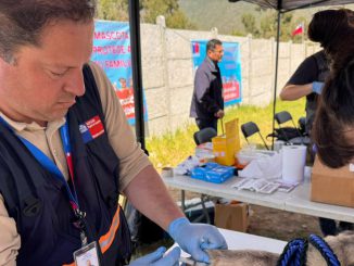 Perros y gatos recibiendo vacunacion antirrabica gratuita en operativo de la Seremi de Salud en Coquimbo