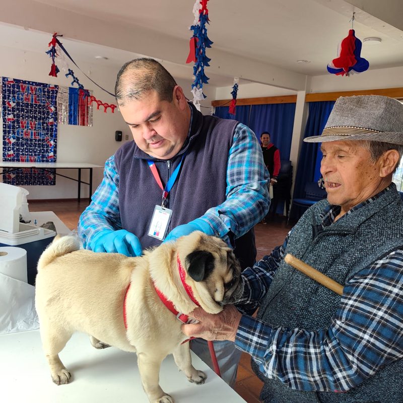 Perros y gatos recibiendo vacunacion antirrabica gratuita en operativo de la Seremi de Salud en Coquimbo
