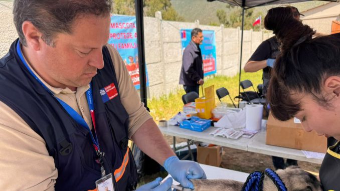 Perros y gatos recibiendo vacunacion antirrabica gratuita en operativo de la Seremi de Salud en Coquimbo