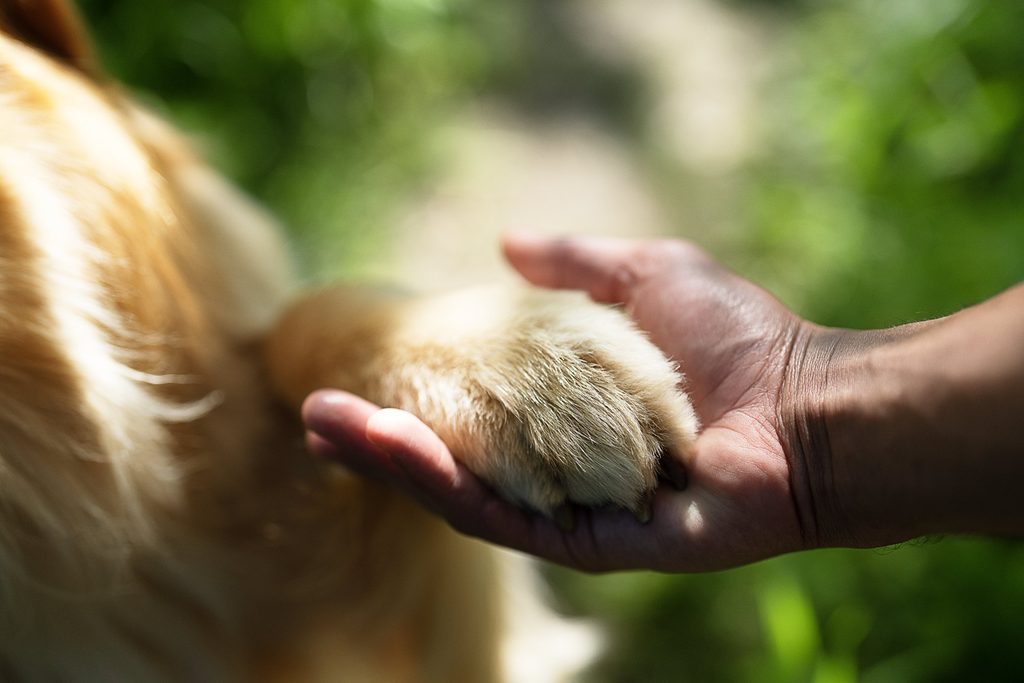 Perro feliz recibiendo tratamiento para la dermatitis alérgica con NUMELVI en Chile