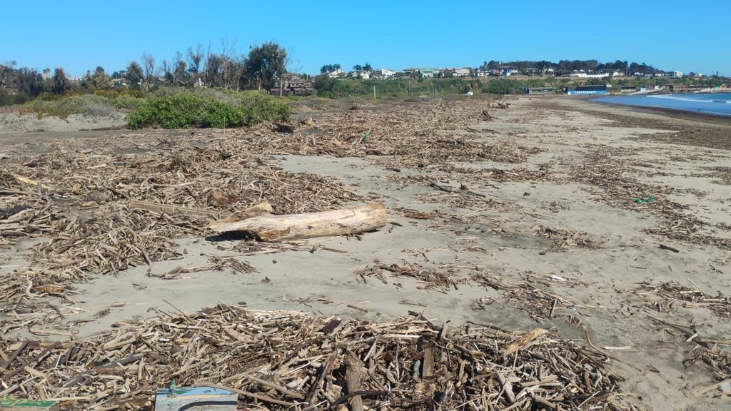 Operativos de limpieza en el borde costero de Pichidangui tras sistema frontal