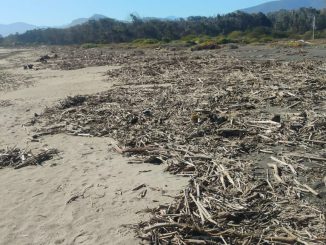 Operativos de limpieza en el borde costero de Pichidangui tras sistema frontal