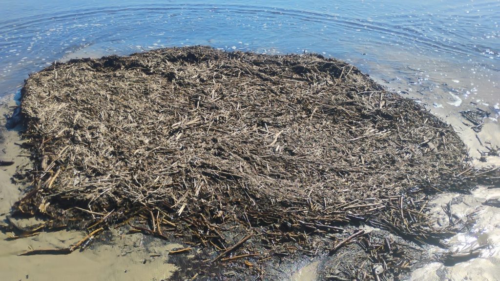 Operativos de limpieza en el borde costero de Pichidangui tras sistema frontal