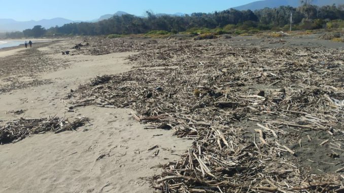 Operativos de limpieza en el borde costero de Pichidangui tras sistema frontal