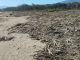 Operativos de limpieza en el borde costero de Pichidangui tras sistema frontal