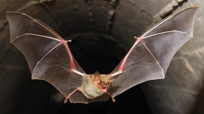Murciélago encontrado en Ovalle da positivo por rabia según la Seremi de Salud de Coquimbo