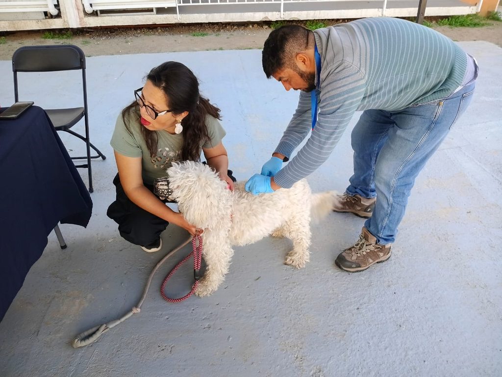 Murciélago encontrado en Ovalle da positivo por rabia según la Seremi de Salud de Coquimbo
