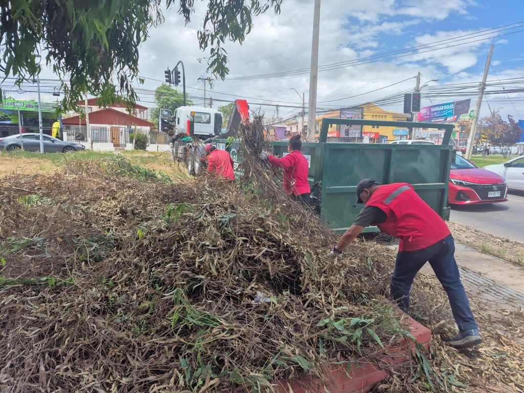 Equipos municipales realizando labores de poda y despeje de árboles caídos en La Serena