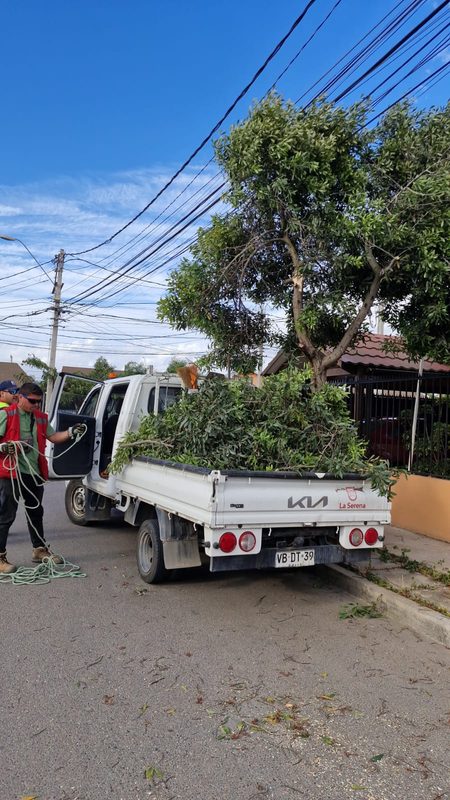 Equipos municipales realizando labores de poda y despeje de árboles caídos en La Serena