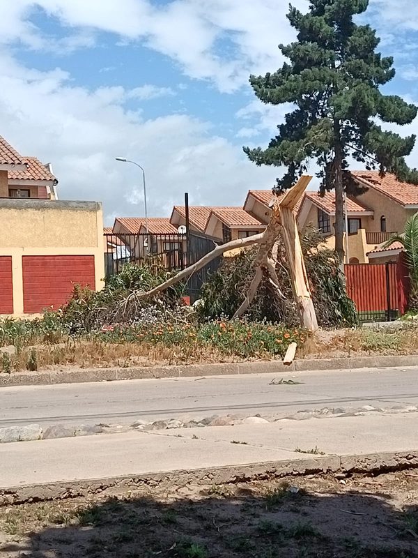 Equipos municipales realizando labores de poda y despeje de árboles caídos en La Serena