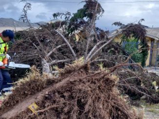 Equipos municipales realizando labores de poda y despeje de árboles caídos en La Serena